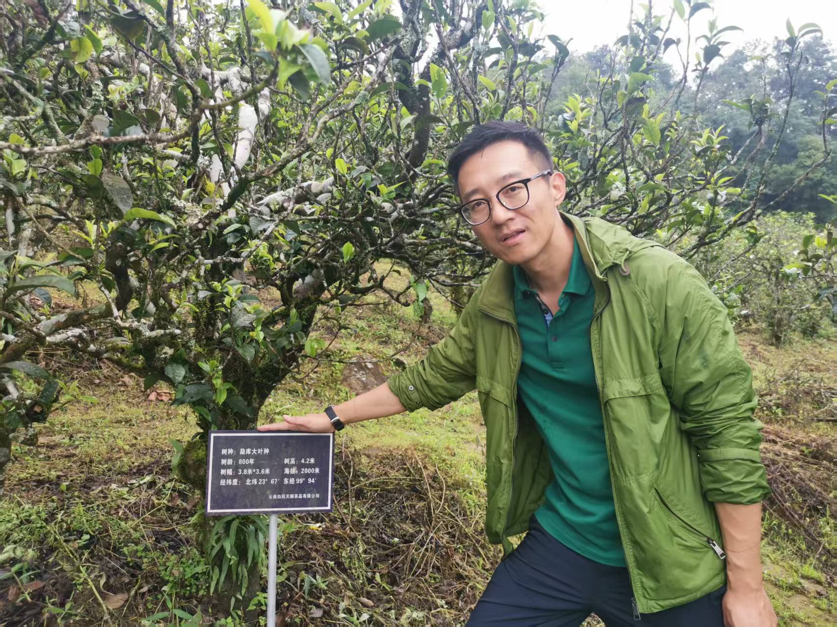 An ancient tea tree growing in the mountain forest